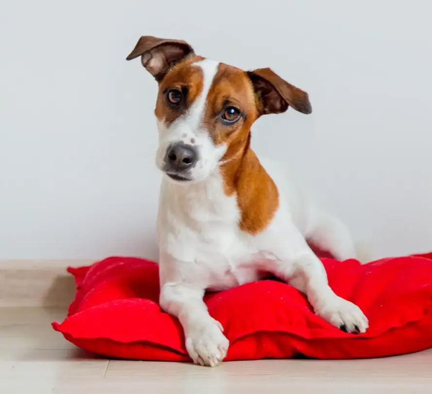 Jack Russell on pillow