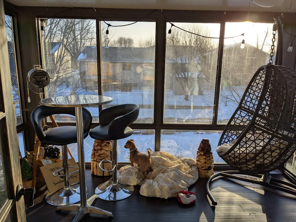 dog watching squirrels from sunroom