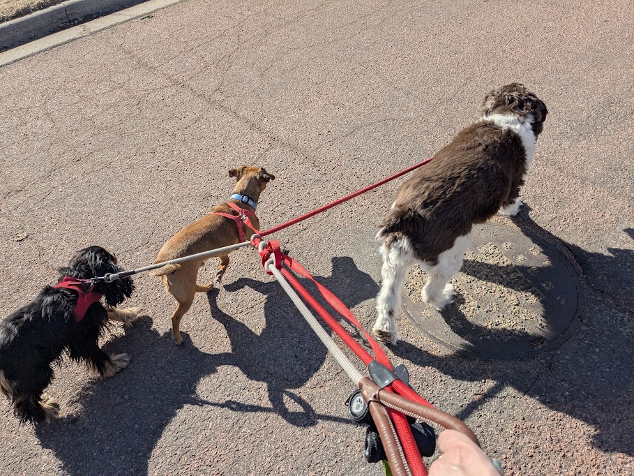 dogs on a walk