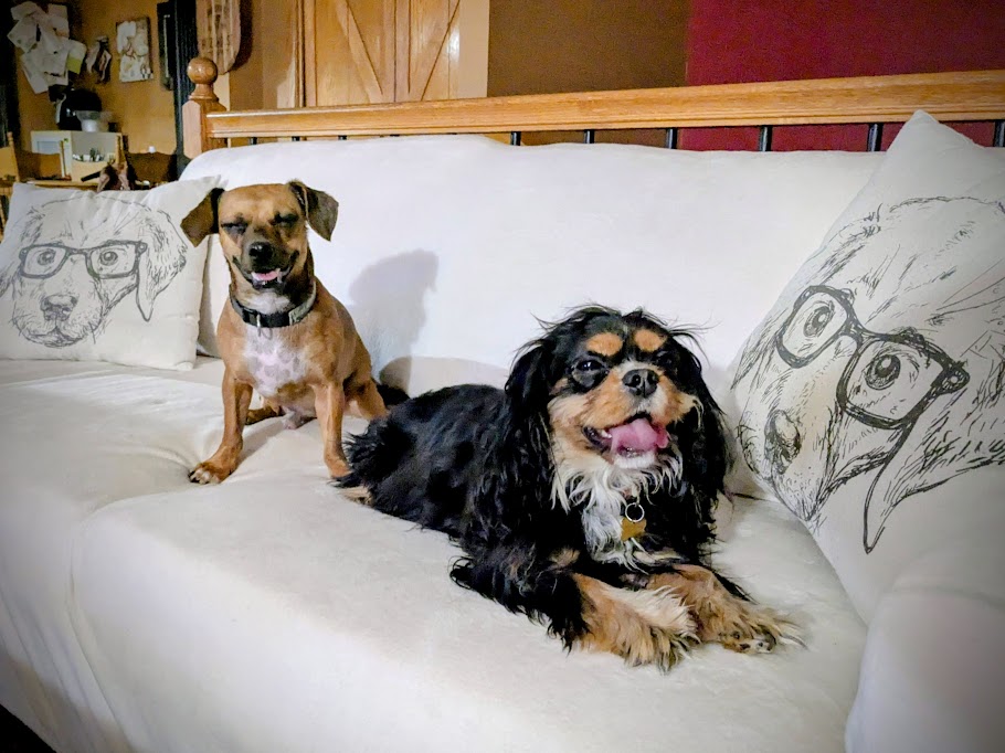 Dog boarding in Sioux Falls on couch