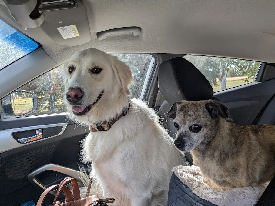 Dog transportation in car Sioux Falls Dog boarding