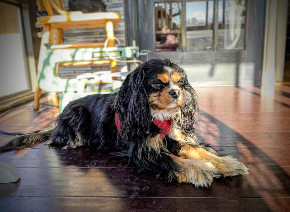 Freddie Basking in Sun Room in Sioux Falls Dog boarding
