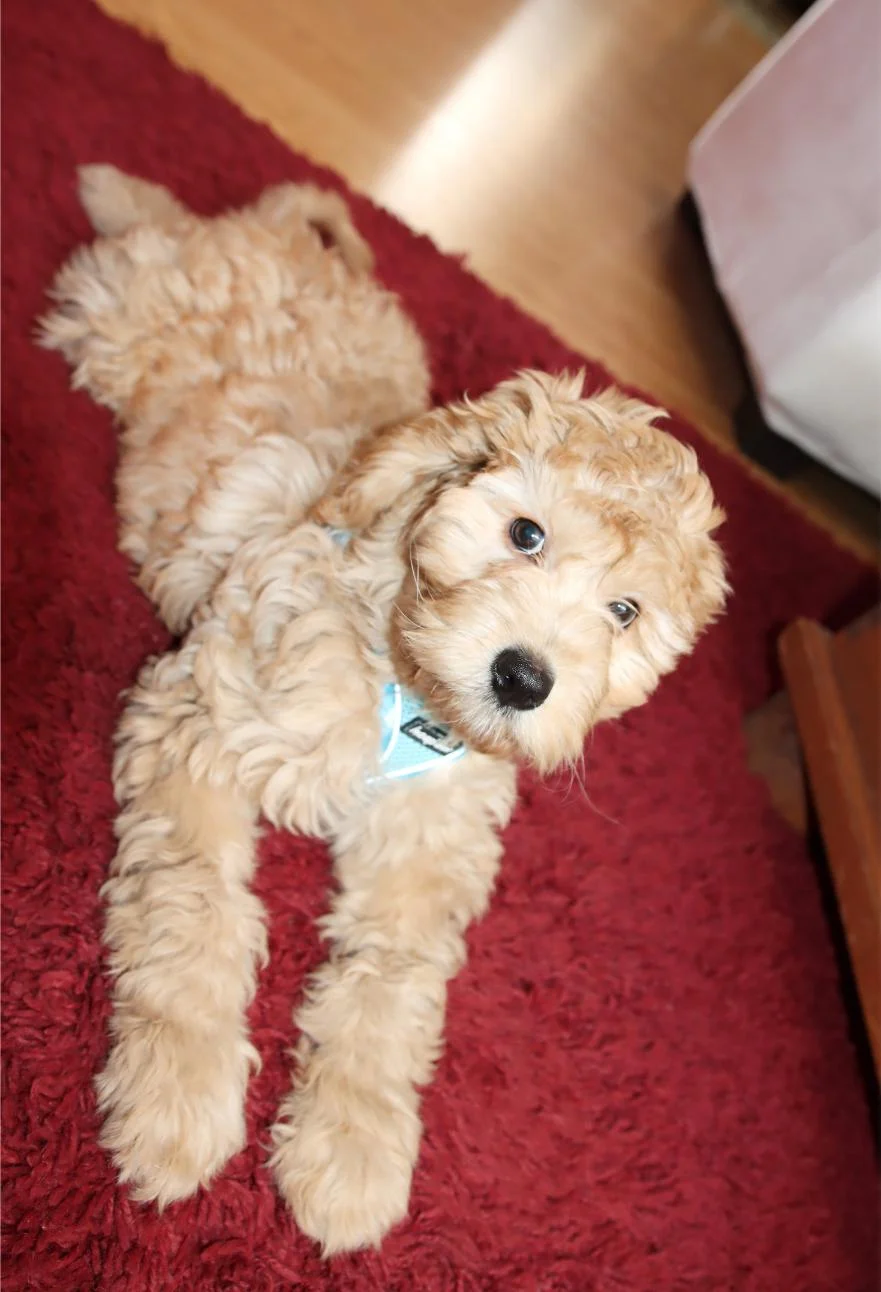 Peanut at dog boarding