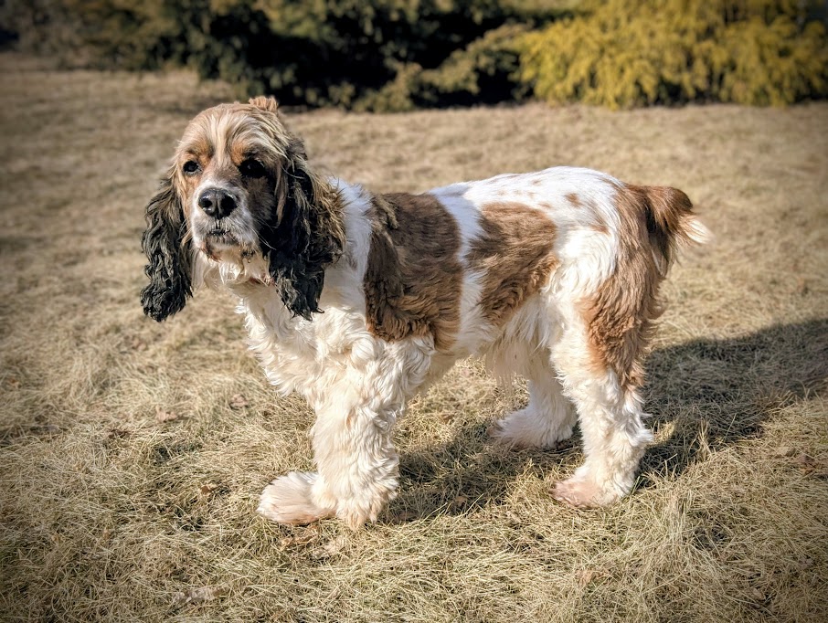 River dog boarding in Sioux Falls