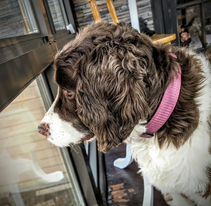 Springer Spaniel looking out window
