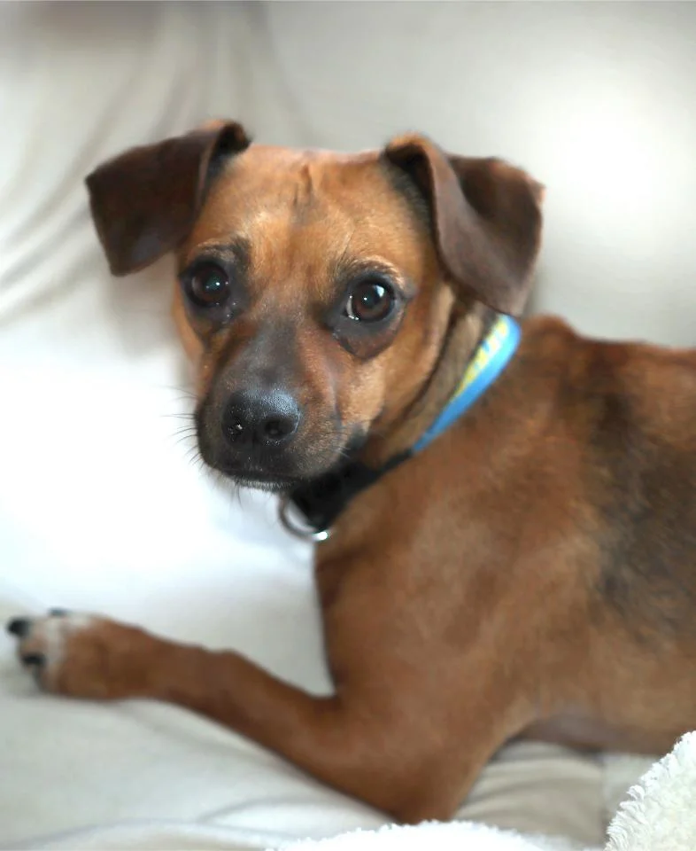 copper at dog boarding