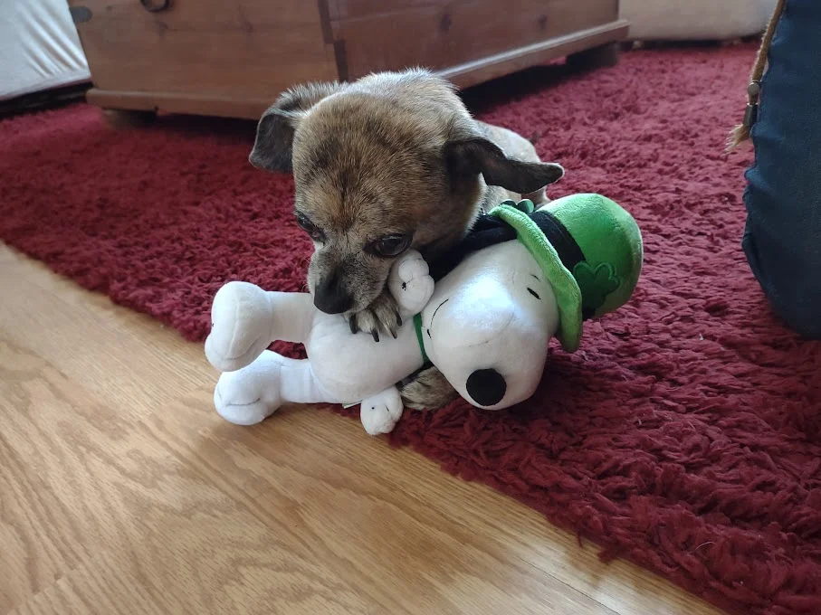 dog playing with toy