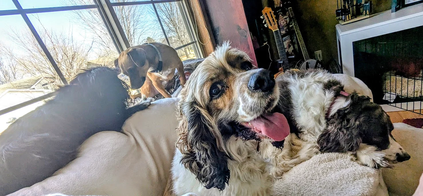 dogs on furniture home boarding in Sioux Falls panoramic