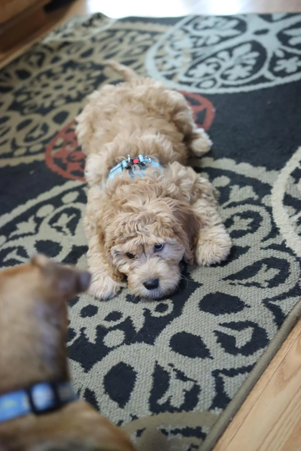 peanut at dog boarding in Sioux Falls