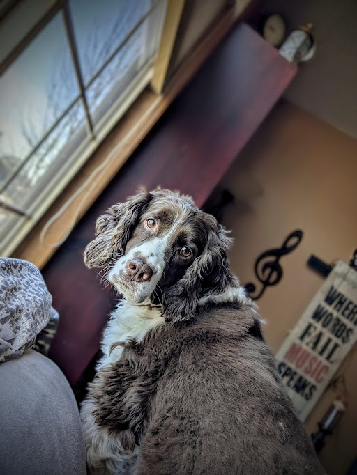 springer spaniel dogs boarding in sioux falls